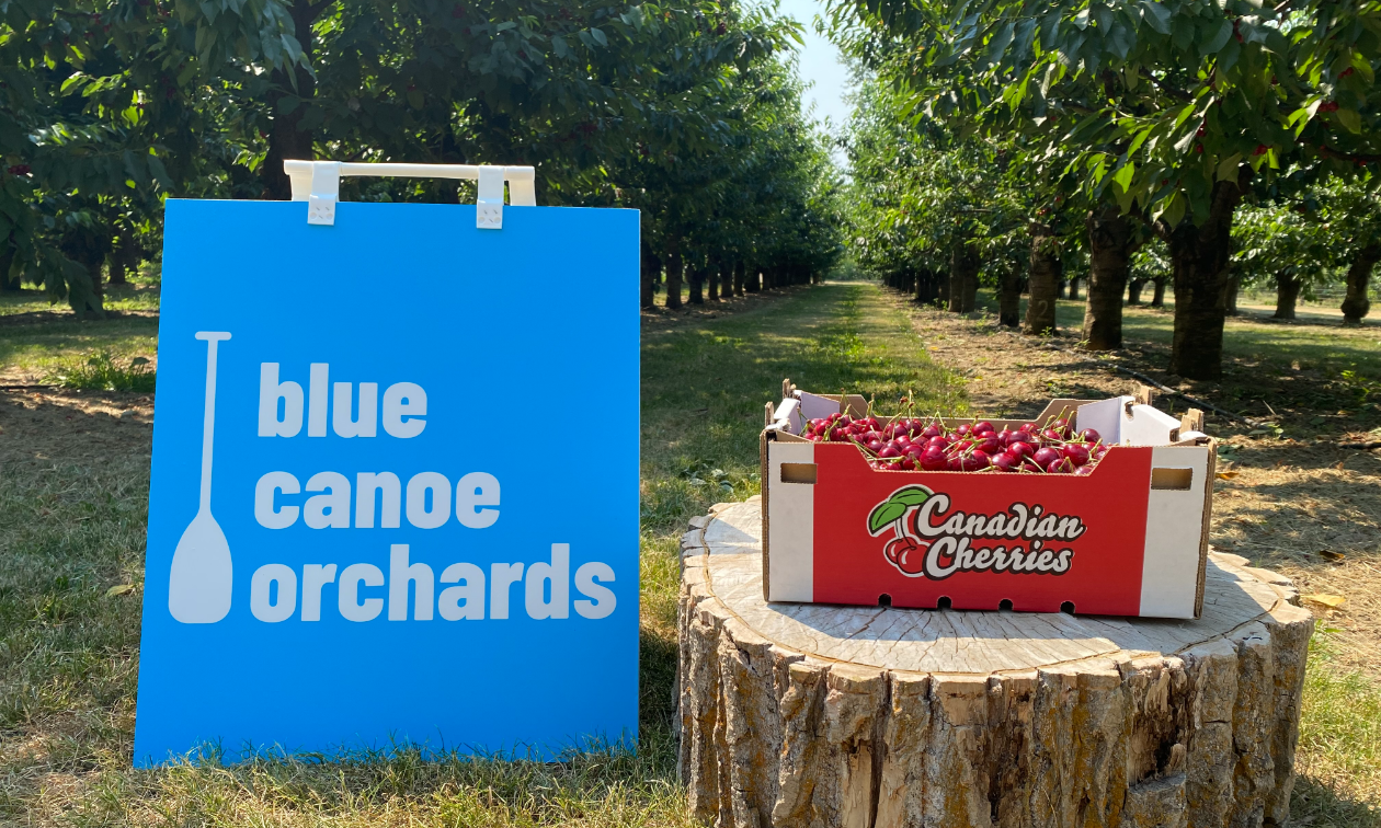 A blue sign that says Blue Canoe Orchards next to a box of cherries on a stump in the midst of a cherry farm. 