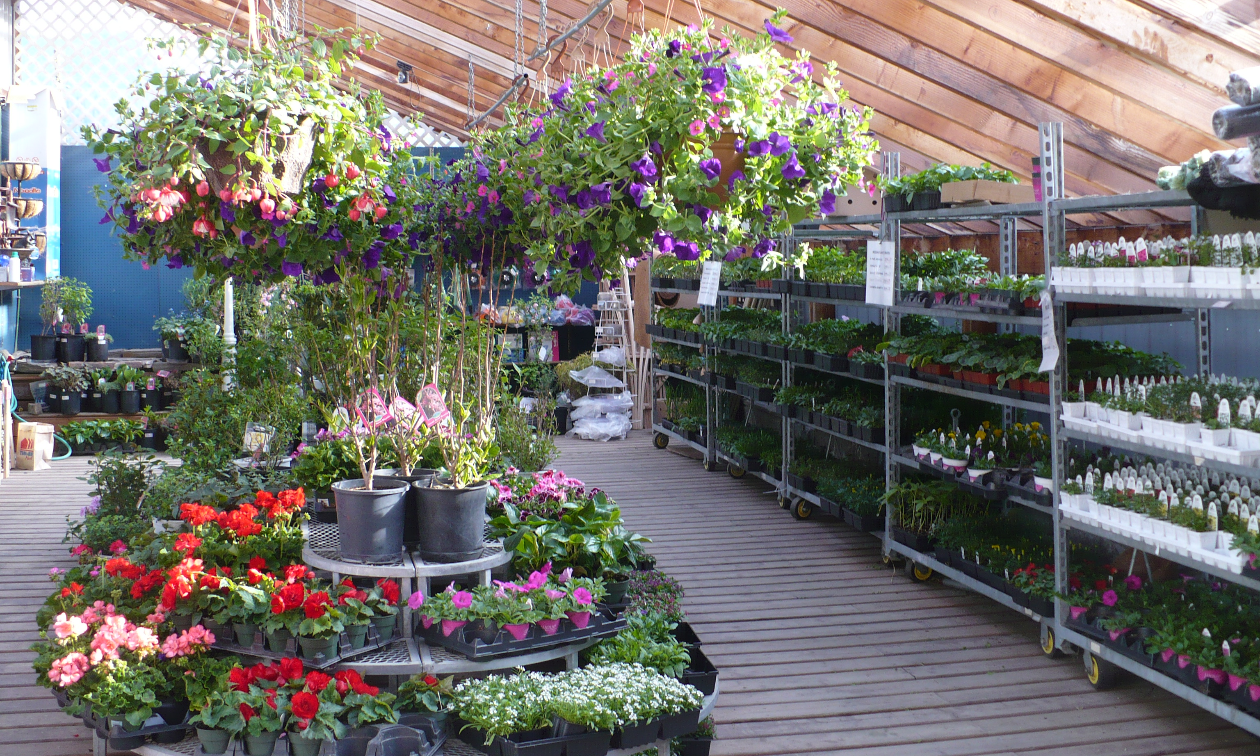 Many flowers are on display inside the Garden Centre at Kaslo Building Supplies.