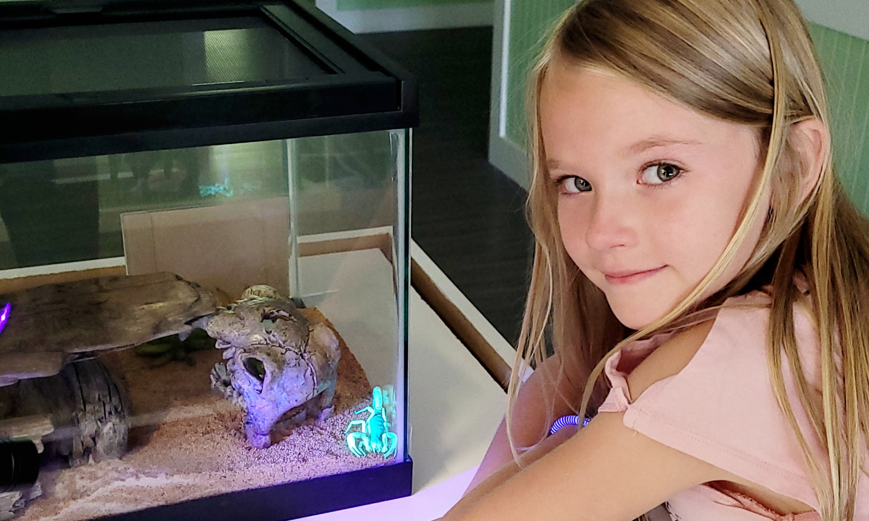 A little girl looks into a glass enclosure of a glow-in-the-dark scorpion. 