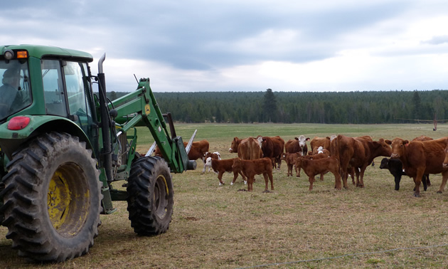 Photo of a guy driving a green tractor toward a herd of red and black cows. 