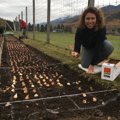 A woman is one of the many volunteers planting tulip bulbs last October.