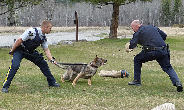 Two RCMP officers staging an attack with a police service dog. 
