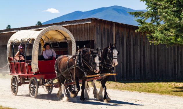 A red wagon with a white linen roof holds passengers as two brown and white Clydesdale horses stroll through Fort Steele.
