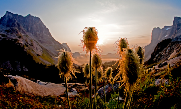 A sunrise photograph of western anemone wildflower seed pods in Mulvey Basin in Valhalla Provincial Park.