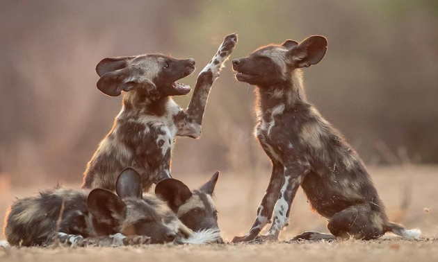 Due to the connection with Painted Dog Conservation, Escape to Africa Safaris focuses on painted dogs.