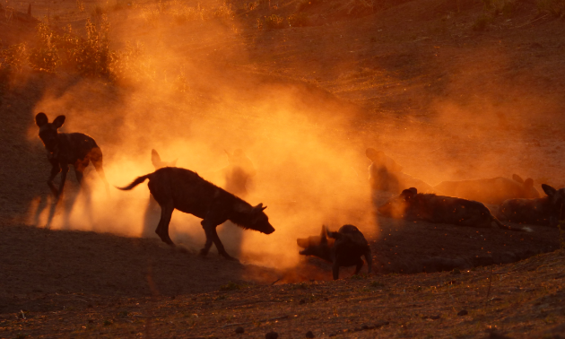 Painted dogs are rare, which is one of the reasons Escape to Africa Safaris specializes in showing off these canines.