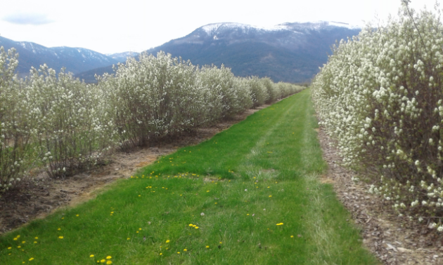 Saskatoon berry bushes stretch into the distance in the shadow of a tall mountain.