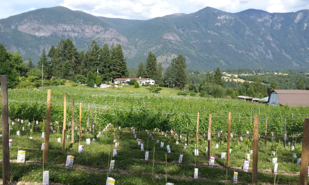 A vineyard sits in a valley amidst huge mountains in the background.