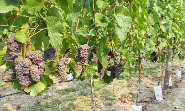 Grapes hang on a vine.