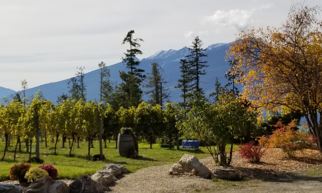 A green vineyard with a mountain in the background.