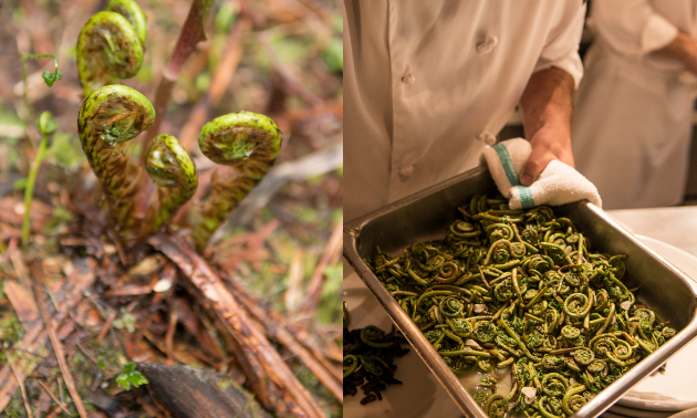 Foods such as fiddleheads are foraged from around Island Lake Lodge and then used in each chef’s dish. 