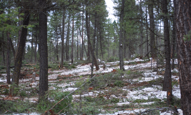 Trees are knocked down in a forest