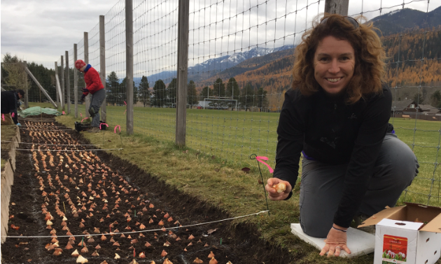 A woman is one of the many volunteers planting tulip bulbs last October.