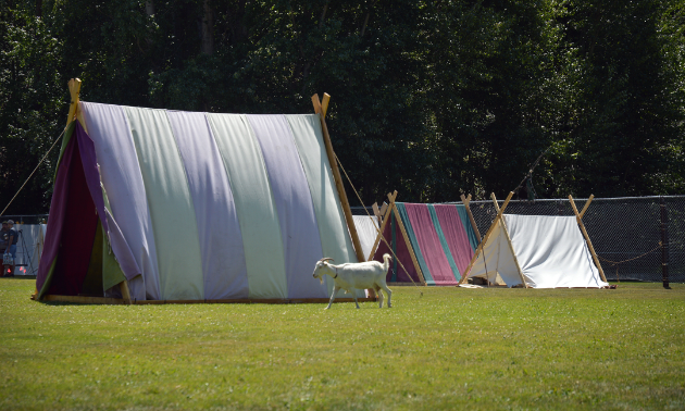 A goat wanders by tents in the Viking village