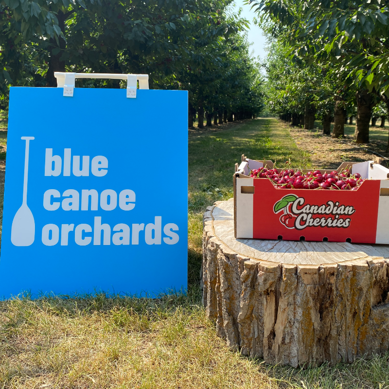 A blue sign that says Blue Canoe Orchards next to a box of cherries on a stump in the midst of a cherry farm. 