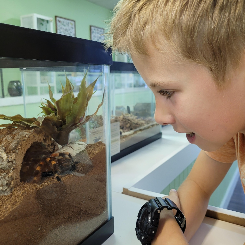 A boy looks through a glass enclosure that houses an orange and black tarantula. 