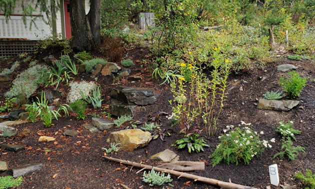 Garden bed filled with native plants and pollinator-friendly plants. 