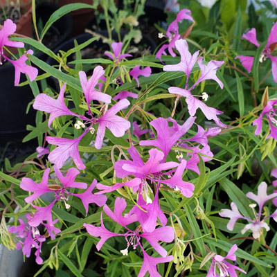 Close-up photo of Clarkia flowers. 