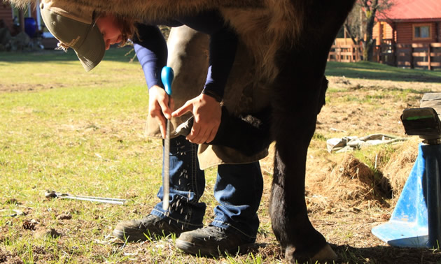 Ashley Pederson is a farrier with clients throughout the East Kootenay region.