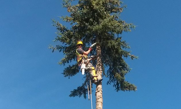 As a dedicated arborist, Chris Nicholson goes to great heights in the course of his workday.