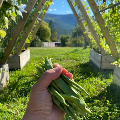 Person holding a handful of pea pods with mountain views in background. 