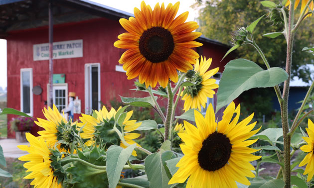 Red barn in background, close-up of sunflowers in foreground. 