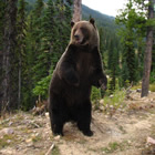 Picture of Grizzly Bear 