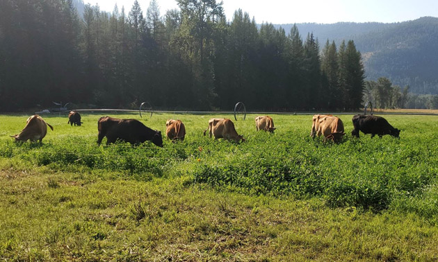 Green field with cows grazing. 