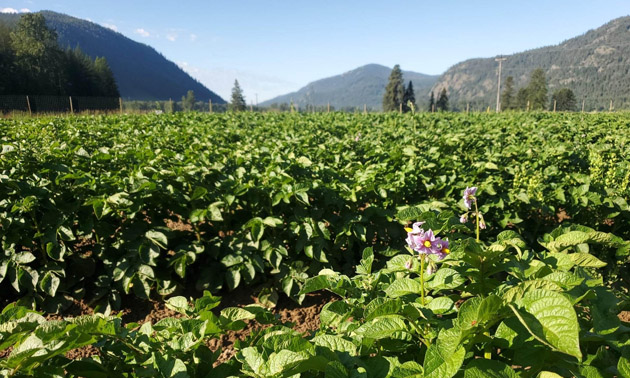 Field of crops growing, mountains in background. 