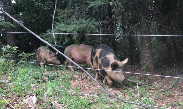 Pigs grazing in underbrush. 