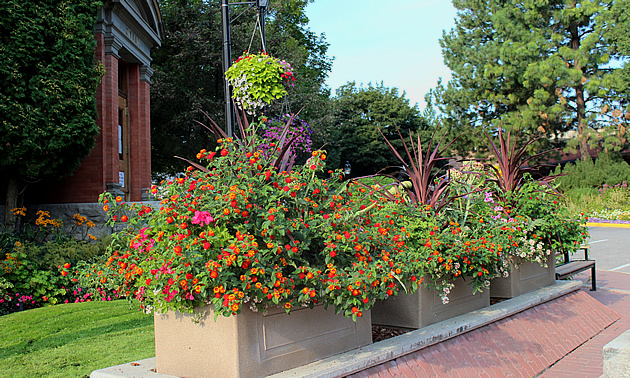 Bright flower pots show the vibrant side of Grand Forks.