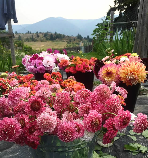 Brittany's Flower Farm in Creston, B.C.