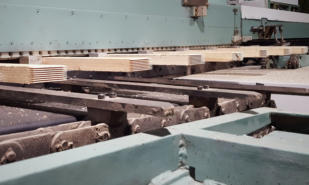 Finger-jointed panels along a conveyor belt. 