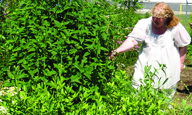 Rachel Beck, wearing a white dress, reaches out to a large herbal plant.
