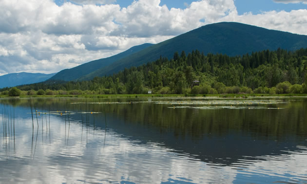 Anyone who appreciates nature will cherish the opportunity to experience the beautiful Creston Valley wetlands.