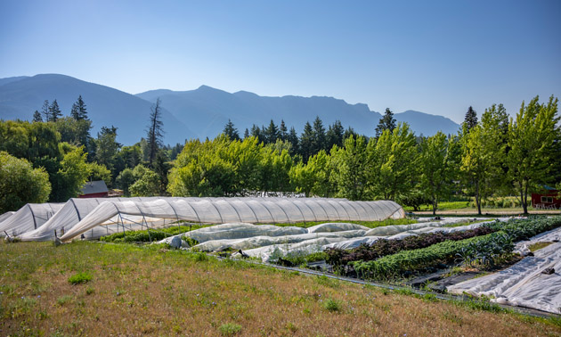 Long raised beds with covers, mountains in background, blue sky. 