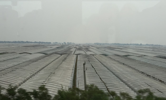 Greenhouses in China, as seen from the bullet train