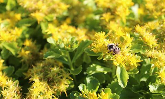 Bee sitting on clump of yellow flowers. 