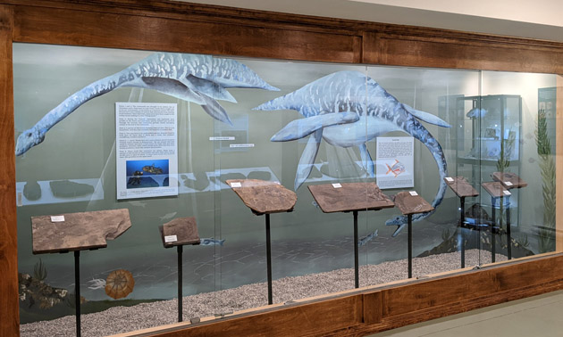 Paleontology display at Cranbrook History Centre. 