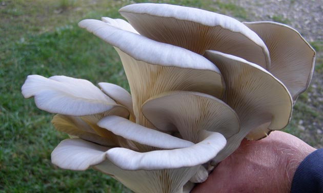 A close-up of oyster mushrooms. 