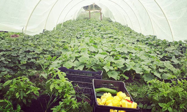 View of cucumber house.