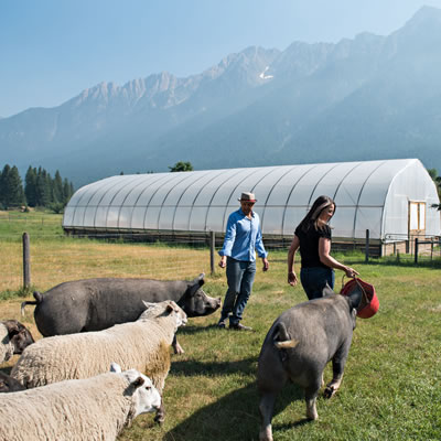 Sacha and Tyler from Cutter Ranch located in Fort Steele, in the East Kootenay, raise heritage pork, pasture chicken and beef.

 