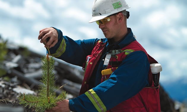A man wearing a hard hat and safety vest outdoors measuring the top of a small coniferous tree