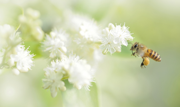 A honey bee hovers near a blossom. 