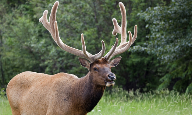 Photo beautiful elk with massive antlers