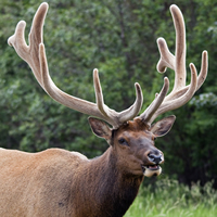 Photo beautiful elk with massive antlers
