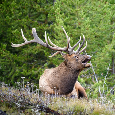 A bugling bull elk sits in a forest opening.