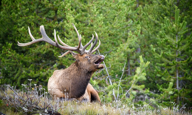 A bugling bull elk sits in a forest opening.