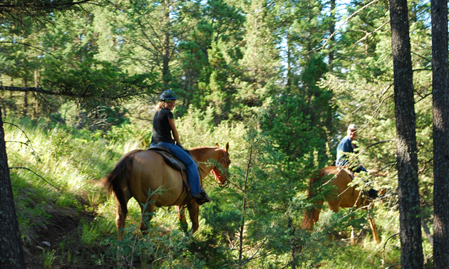 Two people ride horses in sunny woodland