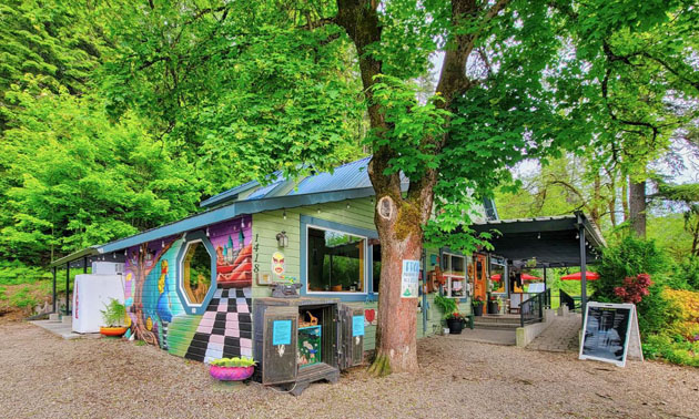 Outside view of Frog Peak Cafe, showing large leafy tree and cafe covered in colourful murals. 